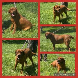 Canvas - Yellow female Labrador Retriever puppy in Kissimmee, Florida from SunState Labs