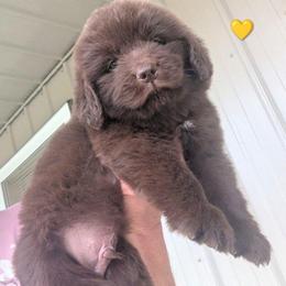 Brown Newfoundland Male 2 Yellow - Brown male Newfoundland puppy in Burfordville, Missouri from Umfleet Farms