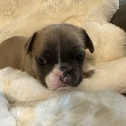 French Bulldog Puppies from Frenchiesbysouthernbell