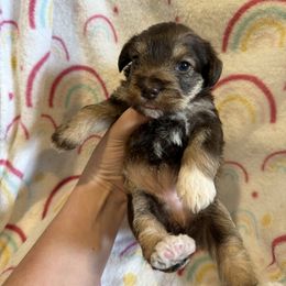 Raquel - Liver female Miniature Schnauzer puppy in Scottsboro, Alabama from EsKay Mini Schnauzers
