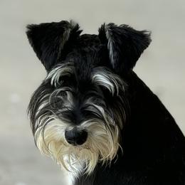 Border Collies and Miniature Schnauzers from Circle R Sidney