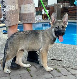 Arjun - Sable male German Shepherd puppy in Yuba City, California from Barton’s German Shepherds