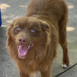 Beau - Miniature Australian Shepherd