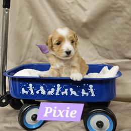 Pixie - Apricot female Goldendoodle puppy in Flat Rock, North Carolina from Sukisdoodles