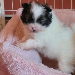 Adkpom Willow AKC Orange Sable Parti 3500 - Orange parti female Pomeranian puppy in Gloversville, New York from ADKPOM Adirondack Pomeranians