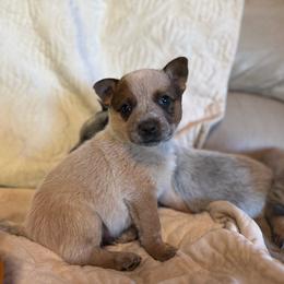 Red boy - Red speckled male Australian Cattle Dog puppy in Cottage Grove, Oregon from Heirloom Ranch
