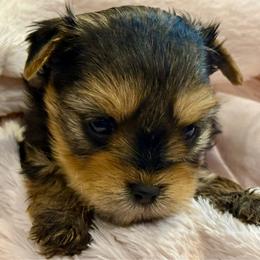 Edward - Black and tan male Yorkshire Terrier puppy in Tangipahoa County, Louisiana from Riche’ Louisiana Yorkies