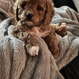 Cavapoo Puppies from The West Family