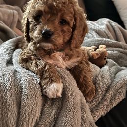 Cavapoo Puppies from The West Family