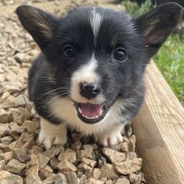 American Corgi and German Shepherd Puppies from Grace Ridge Shepherds and Corgis