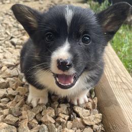 American Corgi and German Shepherd Puppies from Grace Ridge Shepherds and Corgis