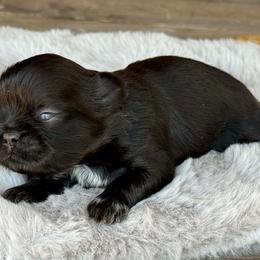 Boy 3 - Black male Shih Tzu puppy in Calimesa, California from Little Mountain’s Shih Tzus