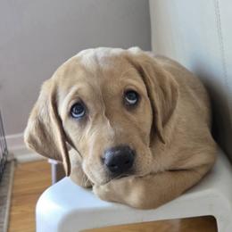 Betty White - Yellow female Labrador Retriever puppy in Rapid City, South Dakota from LuLu Ridge Pups