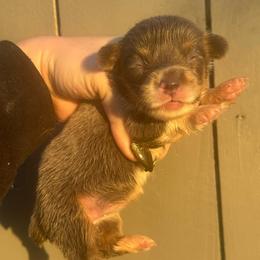 Prada - Blue female Pembroke Welsh Corgi puppy in East Oakdale, California from Rhettro Kennels