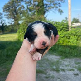 Orange - Black rust and white male Bernese Mountain Dog puppy in North Grove, Indiana from J&F Country Canines