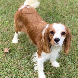 Cavalier King Charles Spaniels, Cavapoos, and Pembroke Welsh Corgis from Griffins Puppies