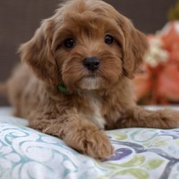 Cashmere - Red male Cavapoo puppy in Queen Creek, Arizona from Dulcito Doodles