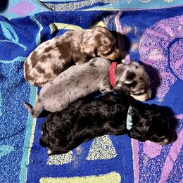 Dachshund Puppies from GypsyDox