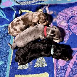 Dachshund Puppies from GypsyDox