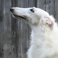 "Percy"  - Borzoi