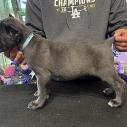 Cane Corso Puppies from Gaxx Corsos