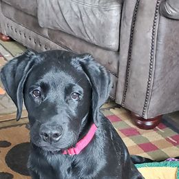 Labrador Retriever Puppies from Mystic River Labradors