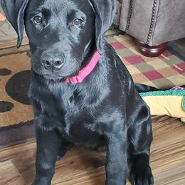 Labrador Retriever Puppies from Mystic River Labradors