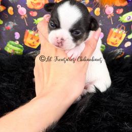 Trevor - Black and white male Chihuahua puppy in Anderson, South Carolina from Lil Treasures Chihuahuas