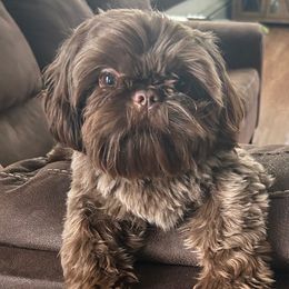 Toby - Shih Tzu