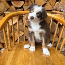 Chilli - Red tri-color female Australian Shepherd puppy in Hillsboro, Oregon from A&D Australian Shepherds
