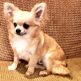 Chihuahua Puppies from Violeta's Royal Chihuahua