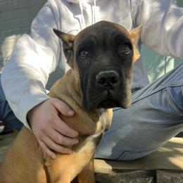 Silver Collar - Fawn male Cane Corso puppy in Kingsport, Tennessee from Gray Cane Corsos