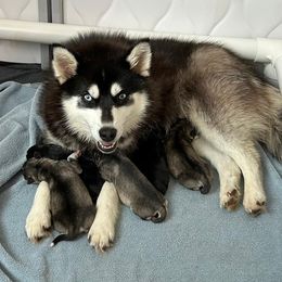 Pomsky puppies from Spokane Pomskies