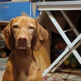 German Shorthaired Pointers and Vizslas from Woodbine  Show Dogs