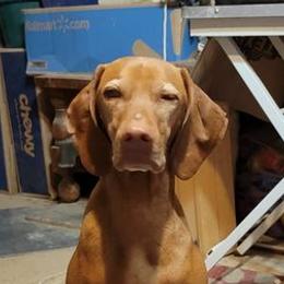 German Shorthaired Pointers and Vizslas from Woodbine  Show Dogs