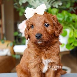 Milkshake - Red  female Goldendoodle puppy in Salado, Texas from Red Ranch Dogs