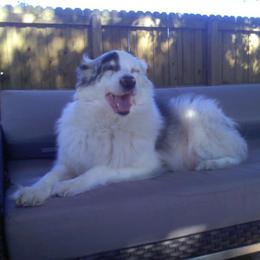 Australian Shepherds from Cherokee Reinman