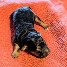 Girl 3 - Phantom female Bernedoodle puppy in Sparta, Missouri from Sis' Doodles & Poodles