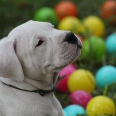 Dogo Argentino and Greyhound Puppies from Wayward Dogos and Hounds