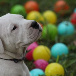 Dogo Argentino and Greyhound Puppies from Wayward Dogos and Hounds