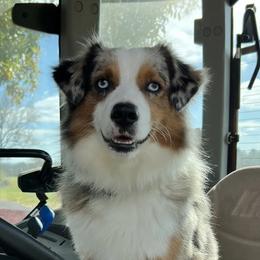 Scout - Miniature Australian Shepherd