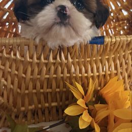 Spicey - Red and white female Shih Tzu puppy in Kamilche, Washington from Serendipity Shih tzu