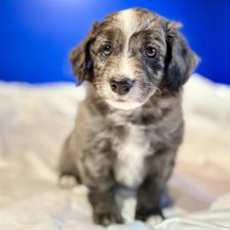 Merle Girl 2 - Blue merle female Bernedoodle puppy in Anchorage, Alaska from Cascade Country Doodles