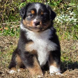 MB.BTM - Black tri male Miniature Australian Shepherd puppy in Deer Lodge, Tennessee from KSH Aussie Haven