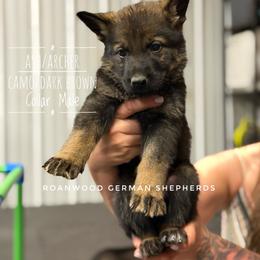 Sable Male - Sable male German Shepherd puppy in Carlisle, Arkansas from Roanwood German Shepherds