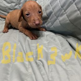 Black - Golden rust male Vizsla puppy in Sioux County, Iowa from Pheasant Poppers Vizslas