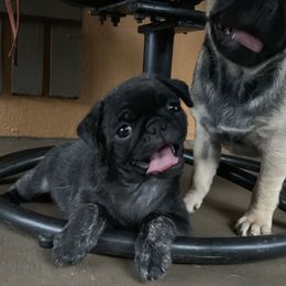 Pug Puppies from Pugs R 4 U in KY