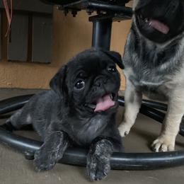 Pug Puppies from Pugs R 4 U in KY