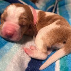 LIGHT PINK girl Lily - Red and white female Basset Hound puppy in Saint Cloud, Florida from Mockingbird Hollow Bassets