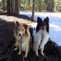 Bichon Frises, Russell Terriers, and Shetland Sheepdogs from Mountain Ash Farms